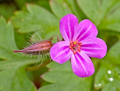 Herb Robert